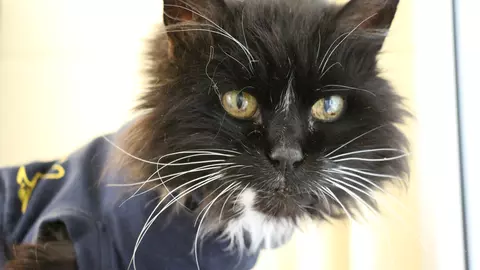 black cat Enid wearing a T-shirt